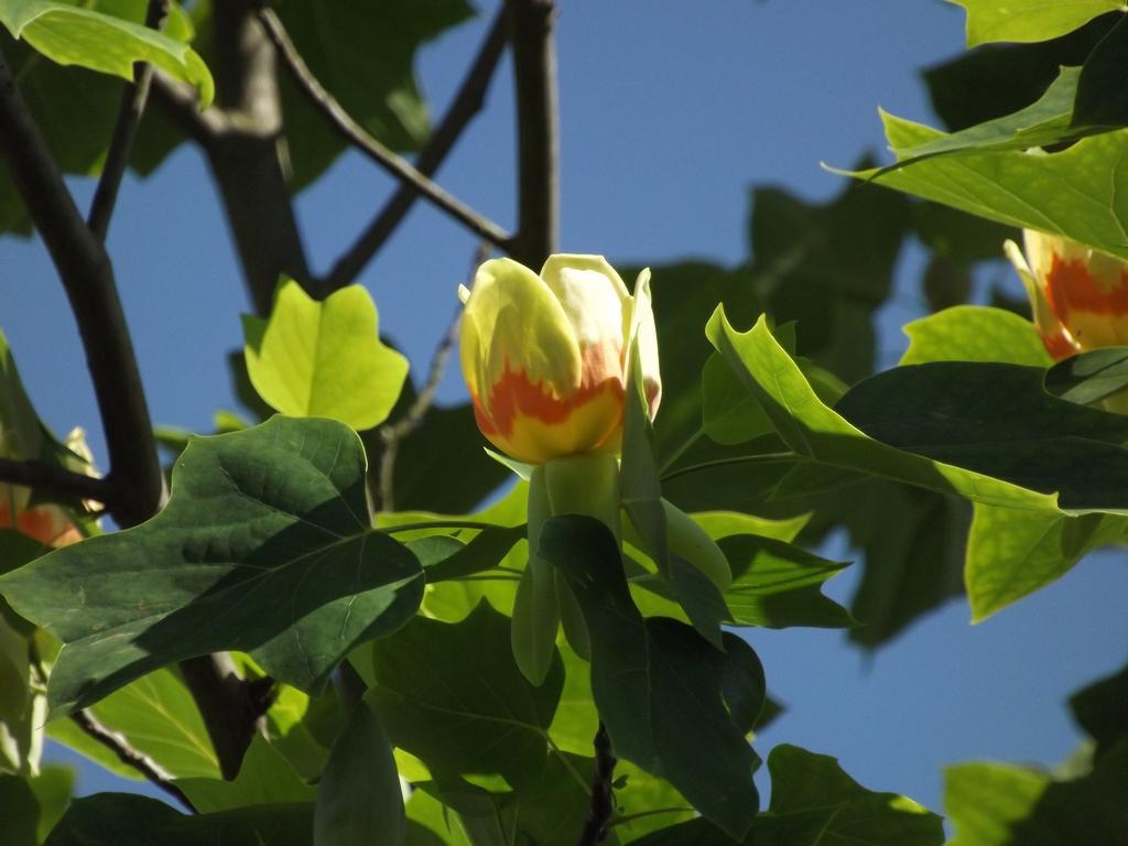 Agriturismo Cascina Nuova Βίλα Valenza Εξωτερικό φωτογραφία